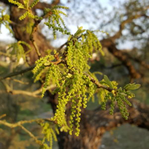 Oak pollen